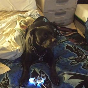 Meet your Posher, Dakota